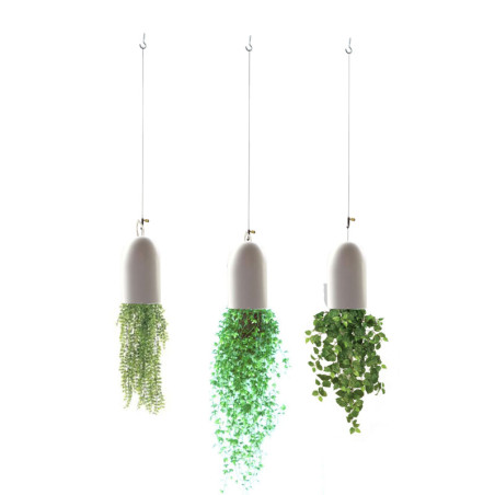 Plant flower hanging