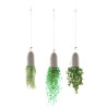Plant flower hanging